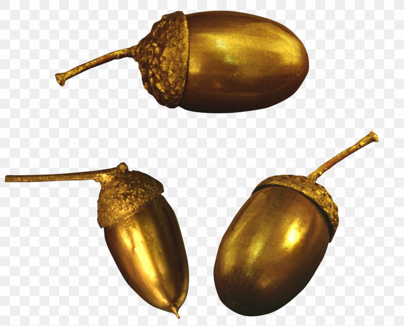 Acorn Clip Art Image Photography, PNG, 1800x1453px, Acorn, Brass, Drawing, Food, Information Download Free