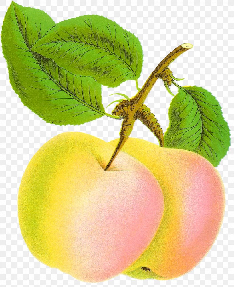 Apple Tree Drawing, PNG, 1023x1256px, Apple, Drawing, European Plum, Flower, Food Download Free