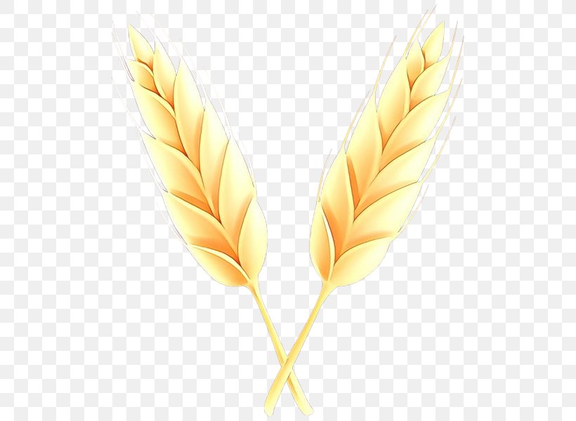 Feather, PNG, 513x600px, Cartoon, Feather, Grass Family, Leaf, Plant Download Free