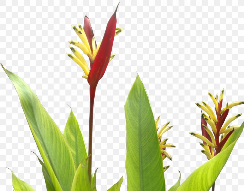 Flower Dracaena Draco Succulent Plant Tree, PNG, 1210x945px, Flower, Canna, Canna Family, Canna Lily, Dracaena Download Free