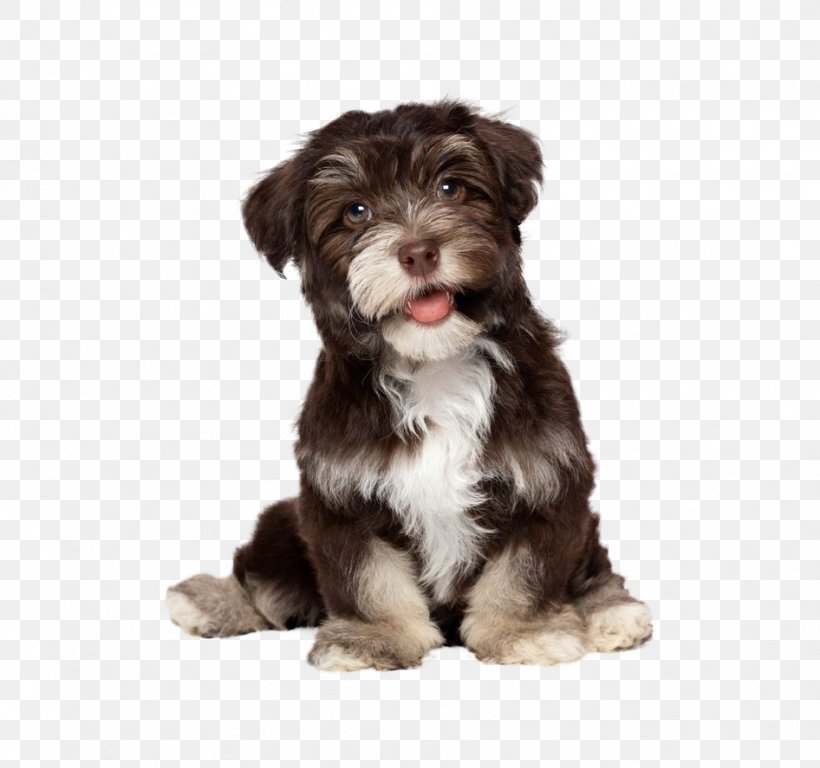 Havanese Dog Puppy Maltese Dog Bichon Frise Golden Retriever, PNG, 946x887px, Havanese Dog, Bearded Collie, Bichon Frise, Bolonka, Carnivoran Download Free