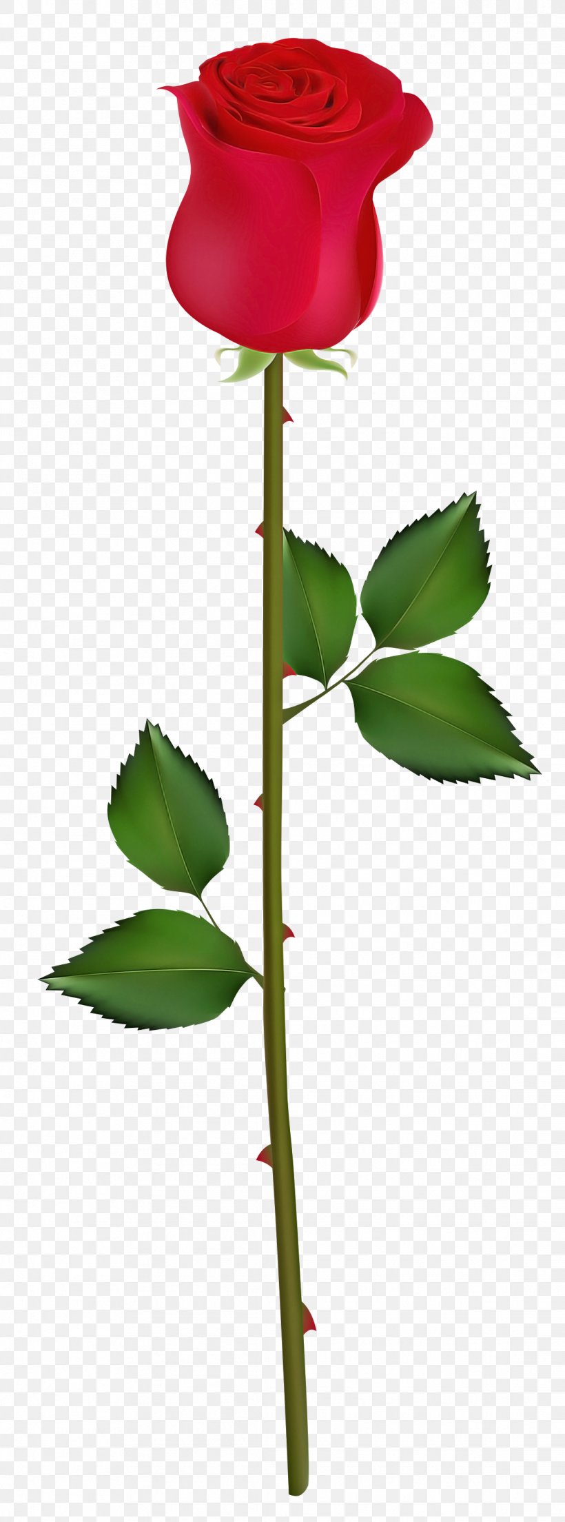 Rose, PNG, 1114x3000px, Flower, Bud, Flowering Plant, Leaf, Pedicel Download Free