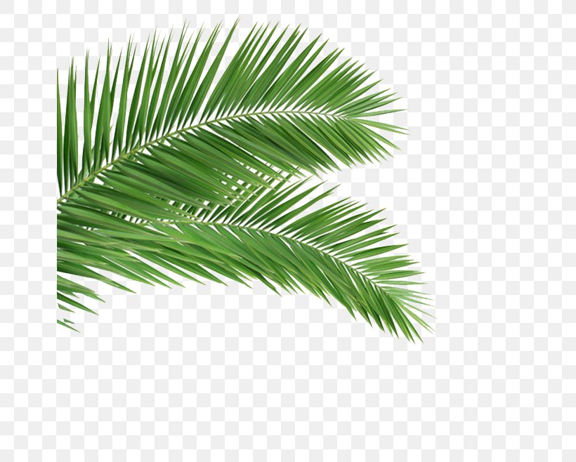 Arecaceae Leaf Frond Coconut Tree, PNG, 658x658px, Arecaceae, Arecales, Branch, Coconut, Frond Download Free
