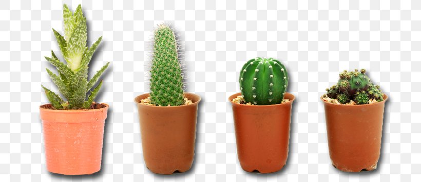 Cactaceae Clip Art, PNG, 800x356px, Cactaceae, Barrel Cactus, Cactus, Caryophyllales, Document Download Free