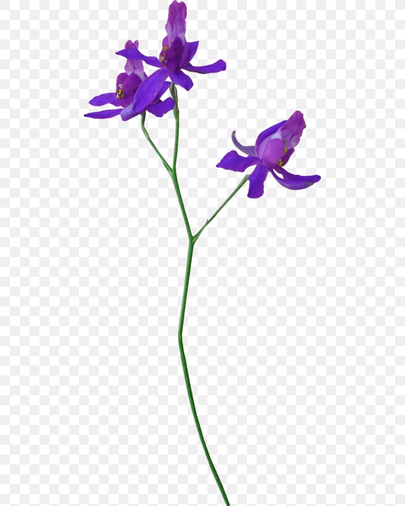 Flower Plant Stem .net Petal Violet, PNG, 480x1024px, Flower, Akhir Pekan, Cut Flowers, Flora, Flowering Plant Download Free