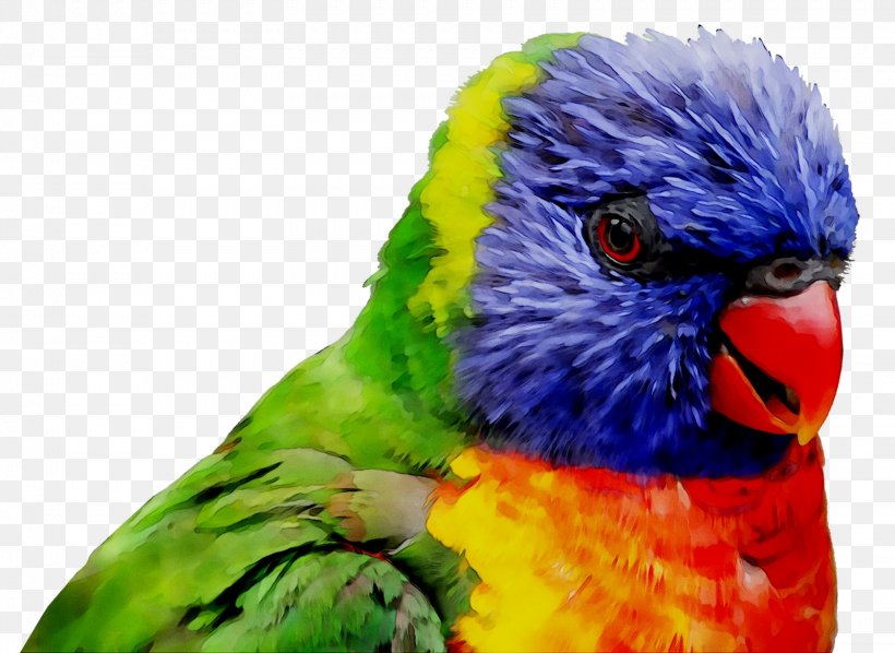 Macaw Parakeet Loriini Feather Beak, PNG, 1599x1168px, Macaw, Beak, Bird, Budgie, Feather Download Free
