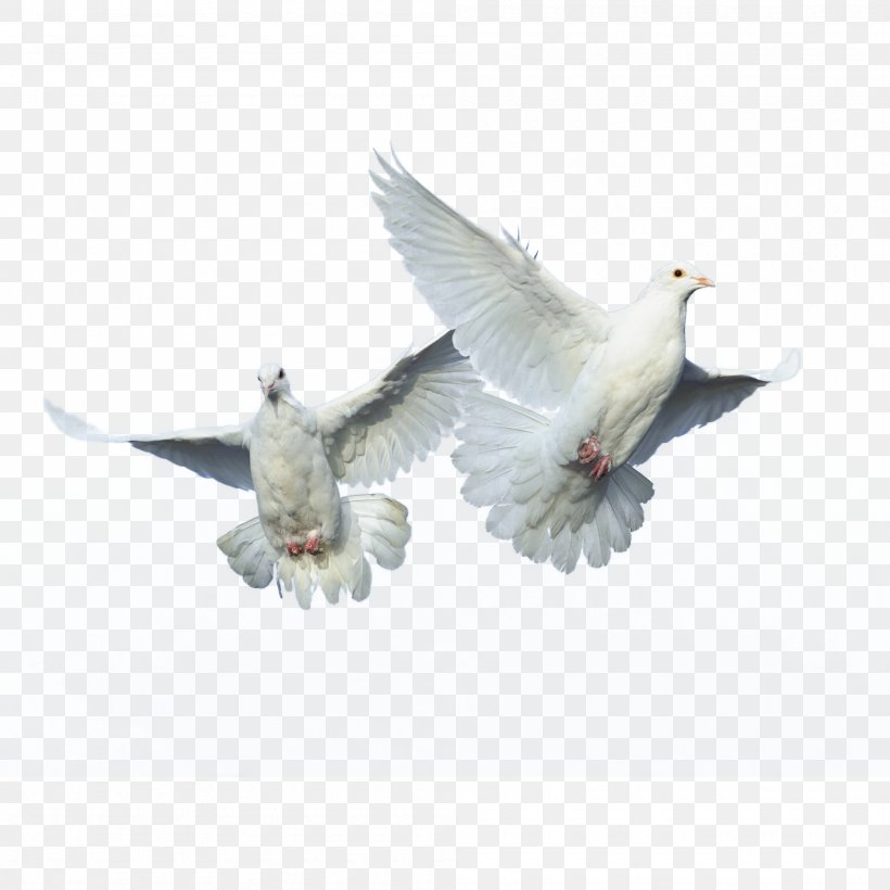 Domestic Pigeon Bird Columbidae Flight, PNG, 2000x2000px, Domestic Pigeon, Beak, Bird, Columbidae, Fauna Download Free