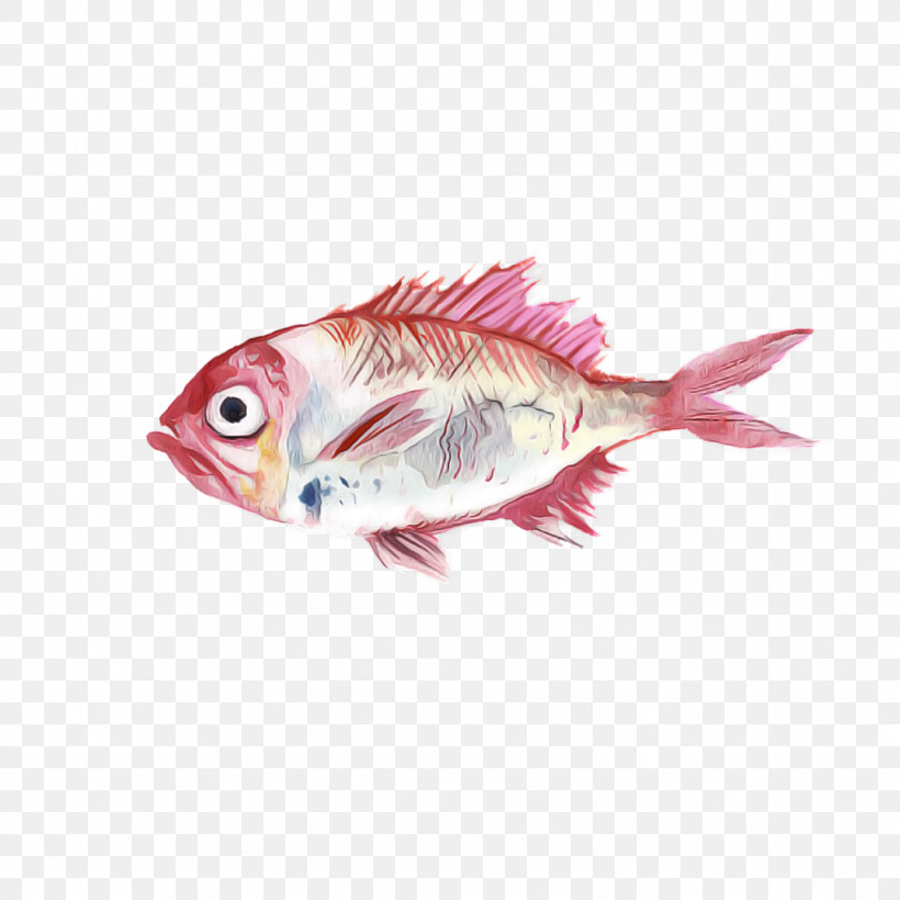 Fish Fish Pink Feeder Fish Fish Products, PNG, 1024x1024px, Fish, Bonyfish, Feeder Fish, Fish Products, Pink Download Free