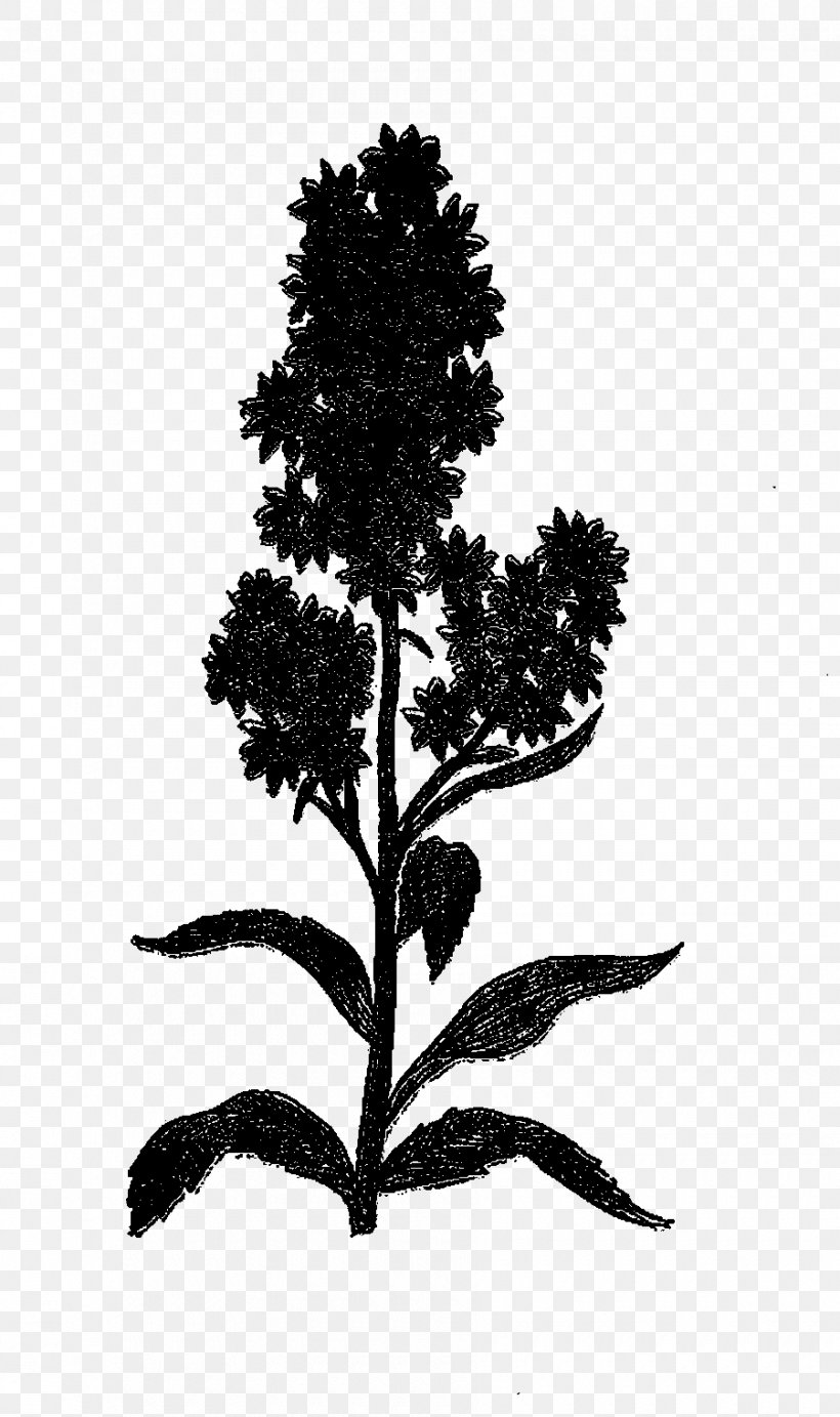 Leaf Plant Stem Silhouette Branching Plants, PNG, 900x1518px, Leaf, Blackandwhite, Botany, Branching, Flower Download Free