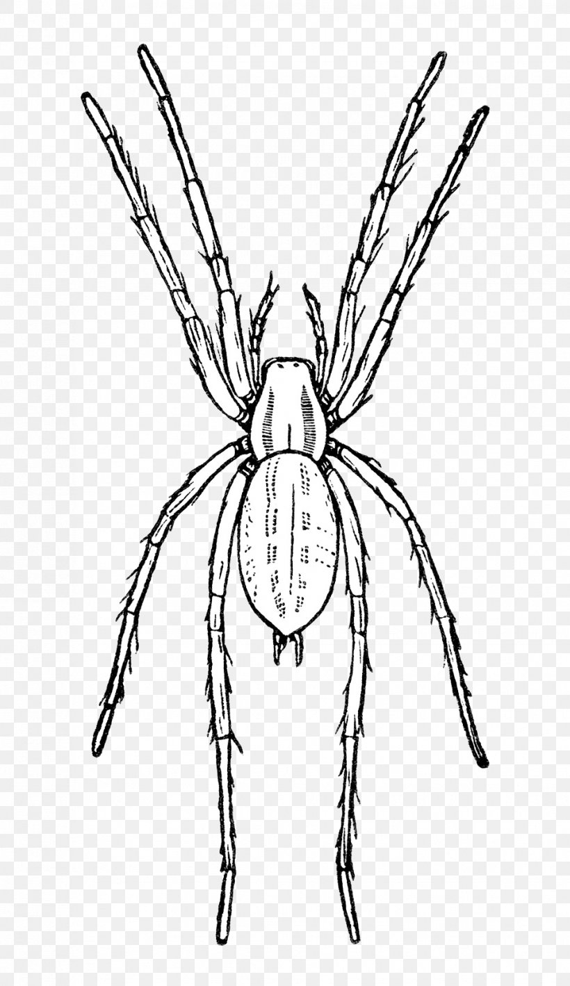 Line Insect Line Art Orb-weaver Spider Spider, PNG, 968x1676px, Insect, Line Art, Orbweaver Spider, Pest, Spider Download Free