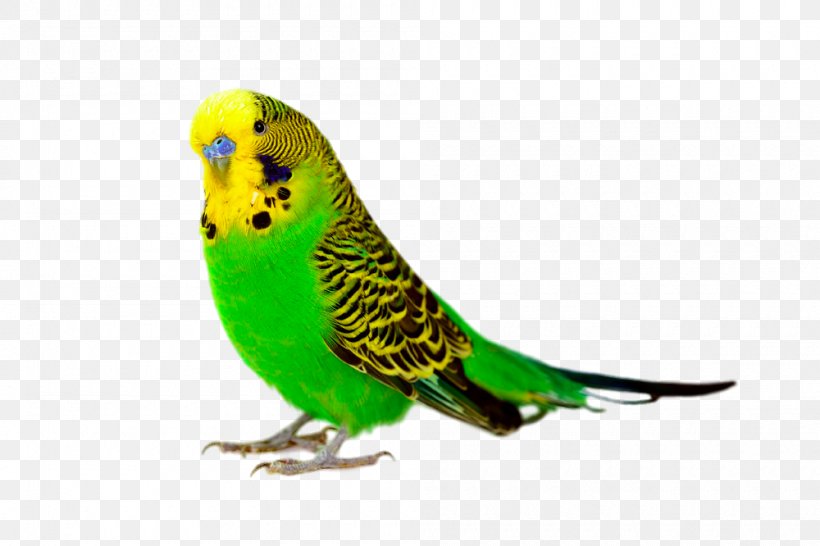 Budgerigar Bird Parrot Cockatiel Parakeet, PNG, 1000x666px, Budgerigar, Aviary, Beak, Bird, Bird Feeder Download Free