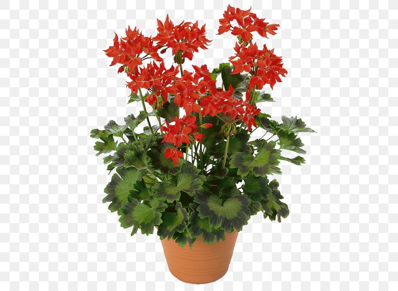 Pelargonium Zonale Garden Geranium Best Geraniums Flower Floristry, PNG, 600x600px, Pelargonium Zonale, Annual Plant, Best Geraniums, Bud, Chrysanths Download Free