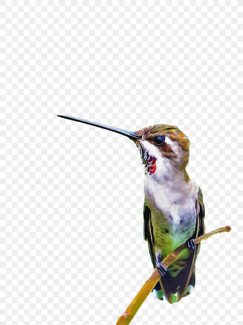 Bird, PNG, 1080x1440px, Bird, Beak, Coraciiformes, Hummingbird, Perching Bird Download Free