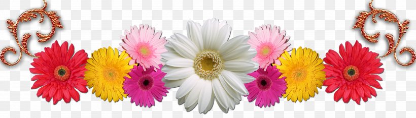Transvaal Daisy Cut Flowers Floral Design Chrysanthemum, PNG, 3500x1000px, Transvaal Daisy, Chrysanthemum, Chrysanths, Closeup, Computer Download Free
