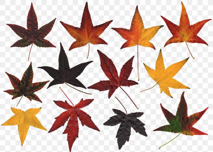 Autumn Leaf Color, PNG, 1280x914px, Leaf, Autumn, Autumn Leaf Color, Color, Maple Leaf Download Free