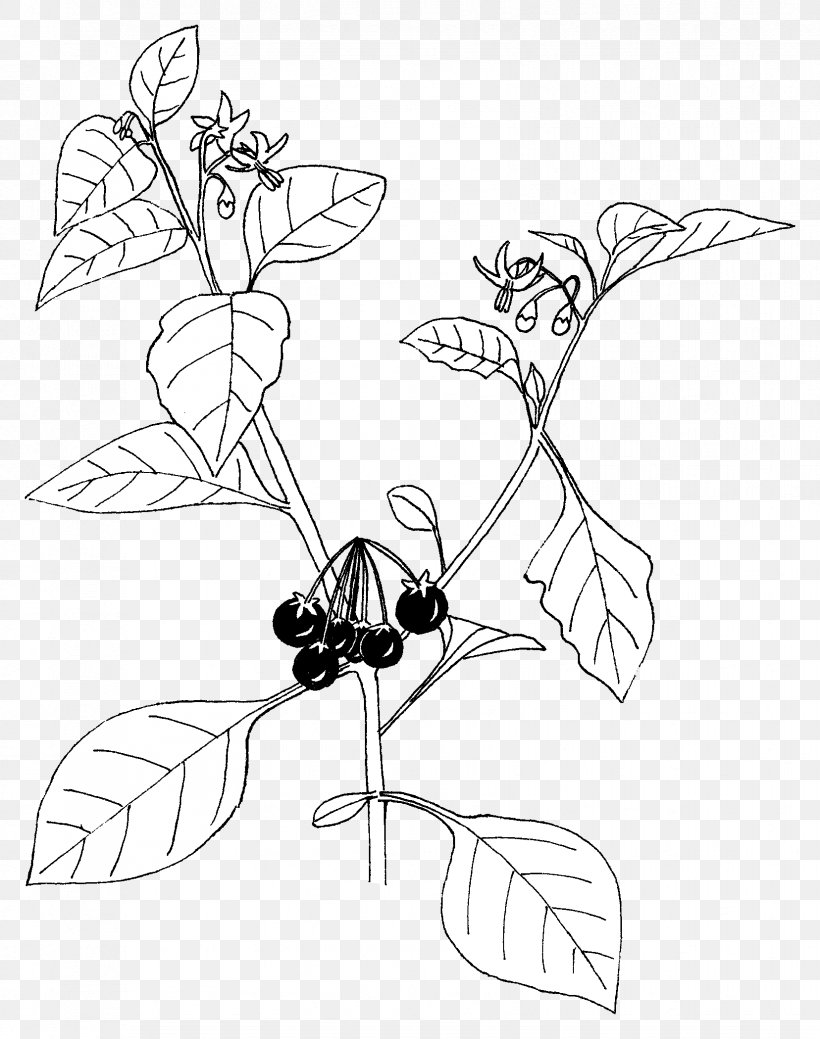 Black Nightshade Bittersweet Eudicotyledon, PNG, 1656x2100px, Black Nightshade, Aubergines, Bittersweet, Black And White, Branch Download Free