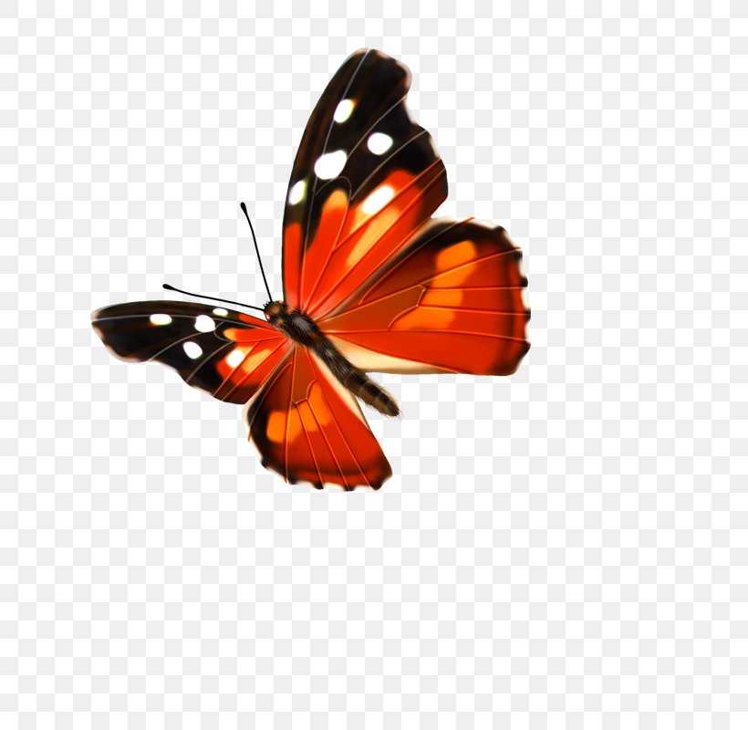 Butterfly, PNG, 800x800px, Butterfly, Arthropod, Brush Footed Butterfly, Color, Grass Gis Download Free