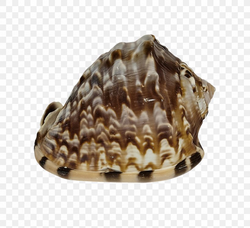 Clam Seashell Cockle Mussel Conchology, PNG, 1794x1634px, Clam, Animal, Animal Product, Clams Oysters Mussels And Scallops, Cockle Download Free