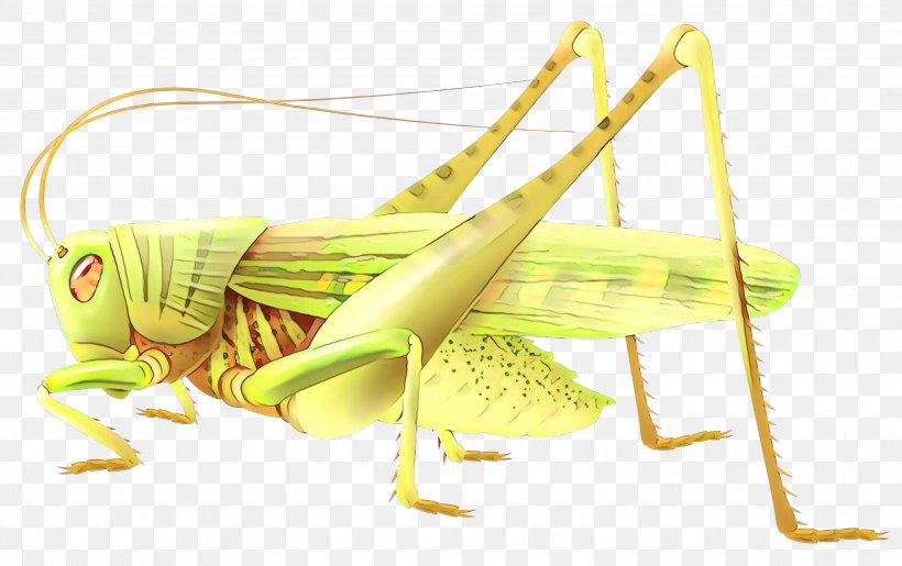 Insect Locust Vector Graphics Drawing Illustration, PNG, 2999x1887px, Insect, Cricket, Cricketlike Insect, Drawing, Grasshopper Download Free