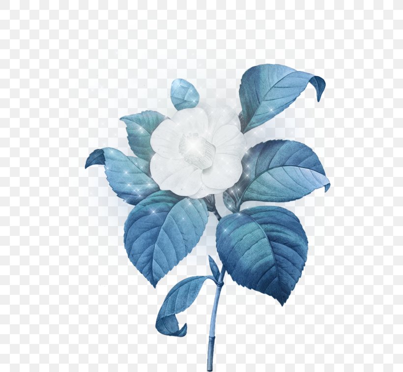 Japanese Camellia Botanical Illustration Stock Illustration Flower, PNG, 600x757px, Japanese Camellia, Anthurium, Blue, Botanical Illustration, Camellia Download Free