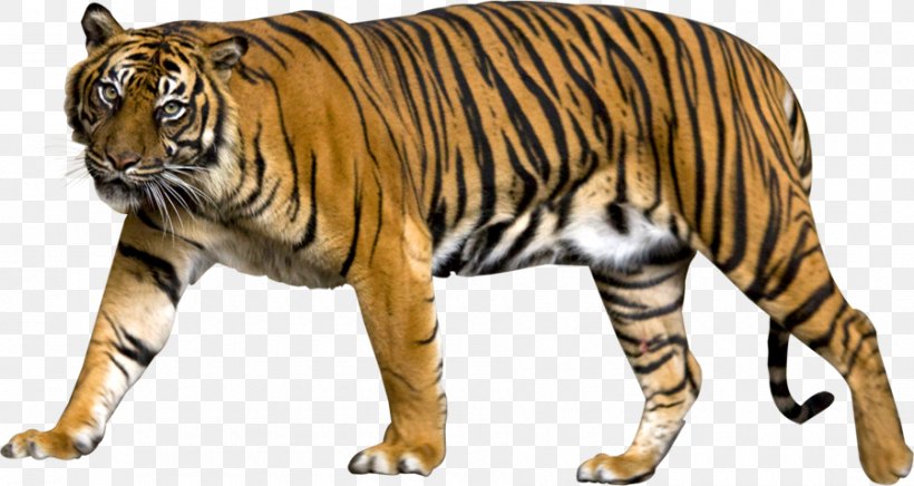 Liger Felidae Lion Clip Art, PNG, 900x479px, Liger, Animal Figure, Bengal Tiger, Big Cats, Carnivore Download Free