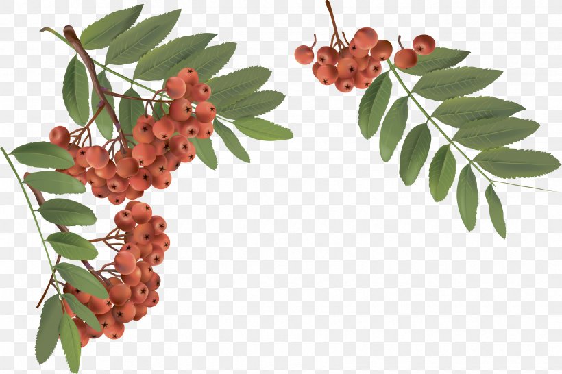 Rowan Bàner Leaf, PNG, 3345x2228px, Rowan, Baner, Berry, Branch, Food Download Free