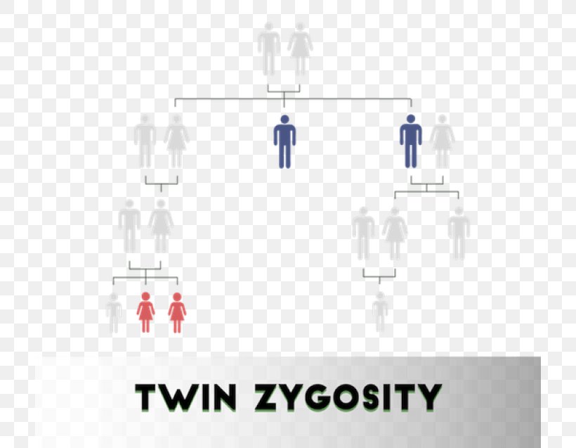 Zygosity Twin Dizigotiniai Dvyniai DNA Paternity Testing Paternity Testing Corporation, PNG, 720x637px, Twin, Brand, Diagram, Dizigotiniai Dvyniai, Dna Download Free
