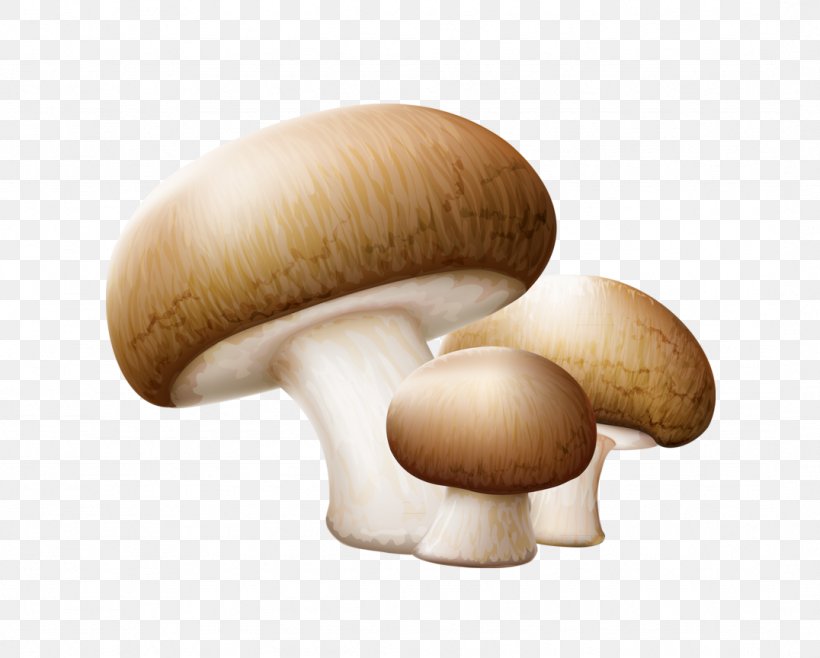 Common Mushroom Edible Mushroom Clip Art, PNG, 1076x864px, Common Mushroom, Agaricaceae, Agaricomycetes, Agaricus, Amanita Download Free
