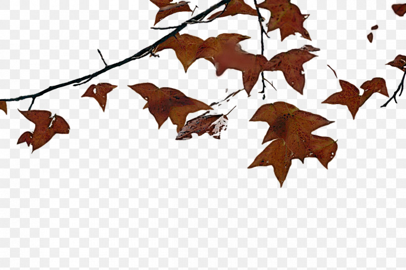 Leaf M-tree Bat-m Branching Tree, PNG, 1200x799px, Leaf, Batm, Biology, Branching, Mtree Download Free