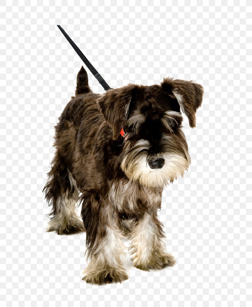 Pet Sitting Puppy Miniature Schnauzer Leash Dog Walking, PNG, 664x1000px, Pet Sitting, Affenpinscher, Carnivoran, Cat, Cesky Terrier Download Free