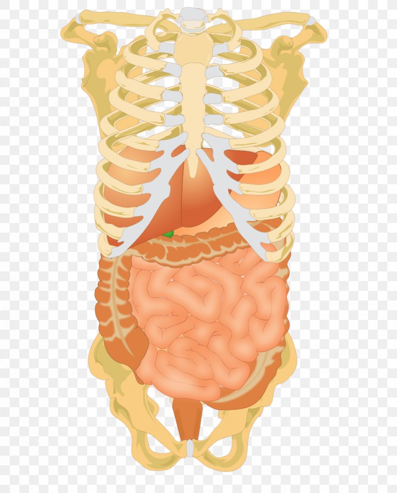 Abdominal Cavity Abdomen Liver Digestion Human Digestive System, PNG, 825x1024px, Watercolor, Cartoon, Flower, Frame, Heart Download Free