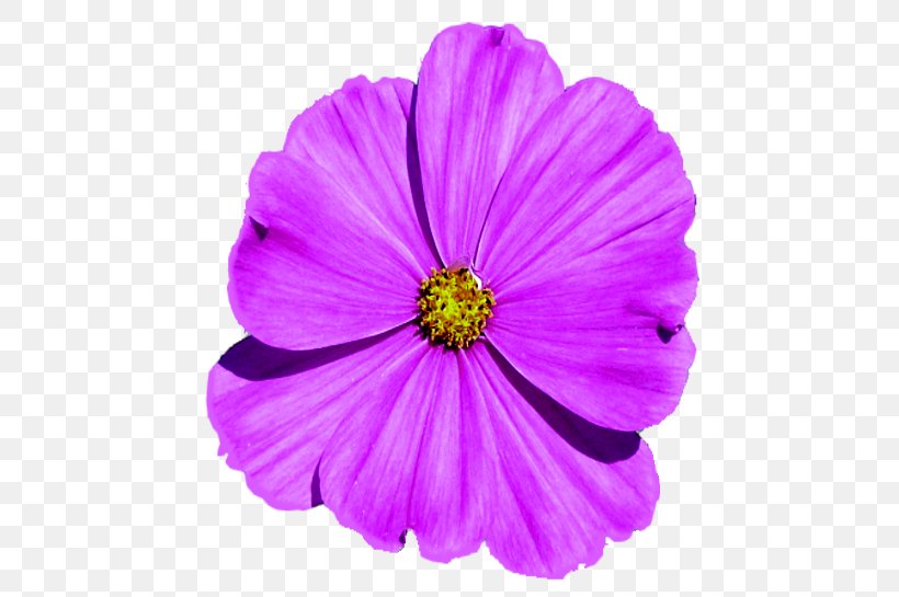 Garden Cosmos Violet Family Violaceae, PNG, 542x545px, Garden Cosmos, Annual Plant, Cosmos, Family, Flower Download Free
