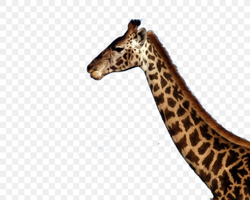 baby giraffes wallpaper