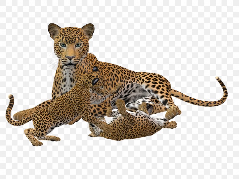 Cheetah Cat Leopard Felidae, PNG, 1280x960px, Cheetah, Big Cat, Big Cats, Carnivora, Carnivoran Download Free