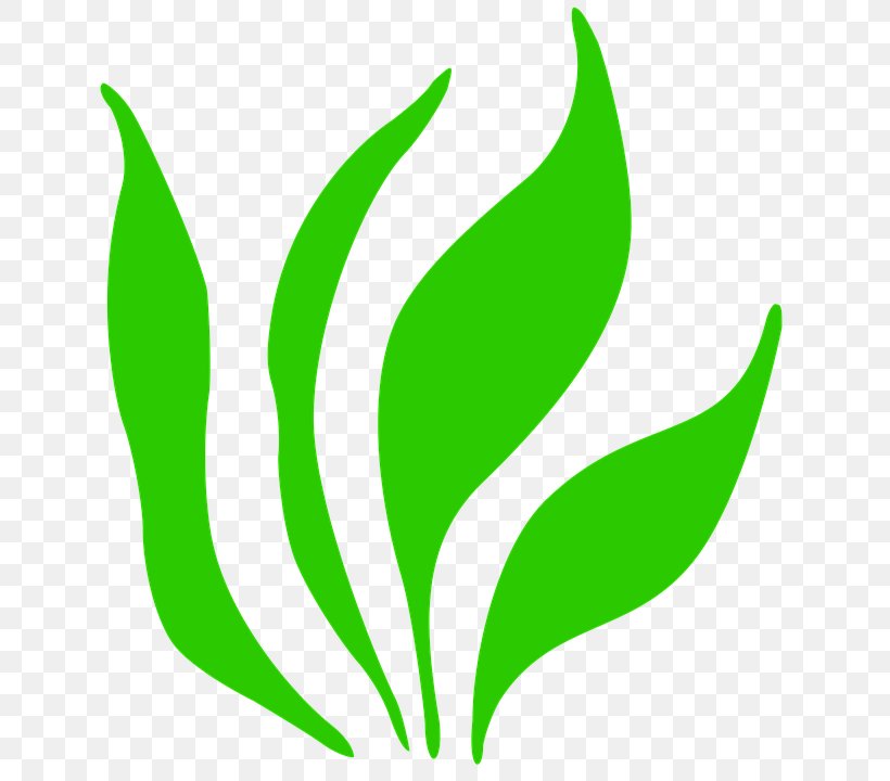 Clip Art Herbaceous Plant Image Grass, PNG, 720x720px, Herbaceous Plant, Flower, Grass, Grasses, Green Download Free