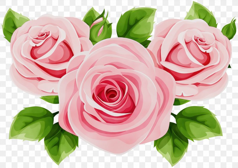 Garden Roses, PNG, 3000x2124px, Watercolor, Cut Flowers, Flower, Garden Roses, Hybrid Tea Rose Download Free