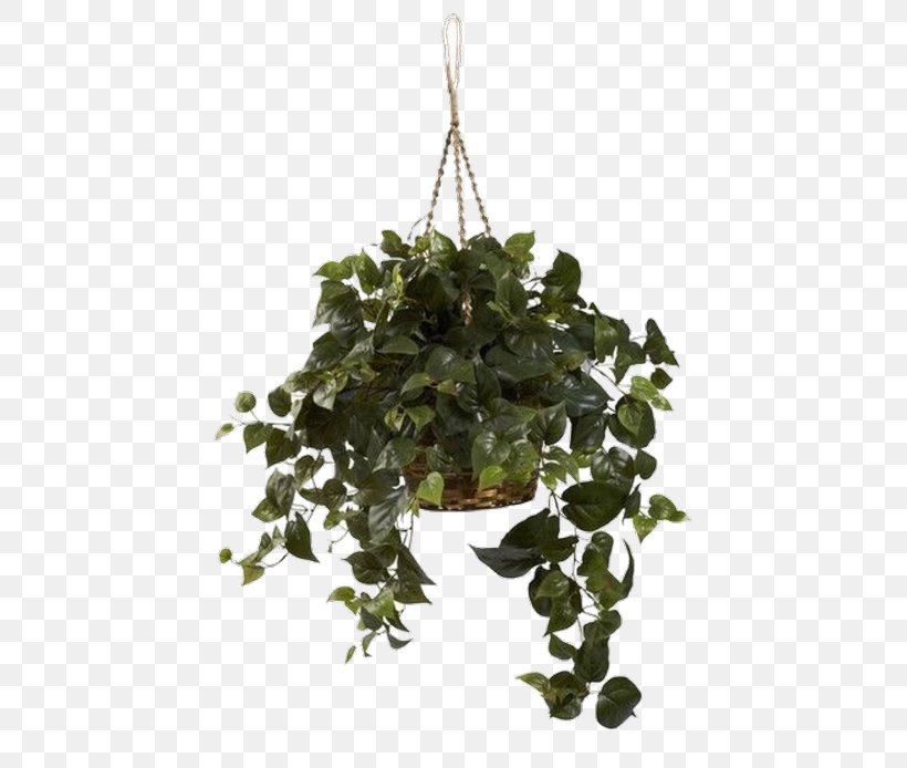 Hanging Basket Philodendron Vine Devil's Ivy Vascular Plant, PNG, 750x694px, Hanging Basket, Artificial Flower, Basket, Branch, Evergreen Download Free