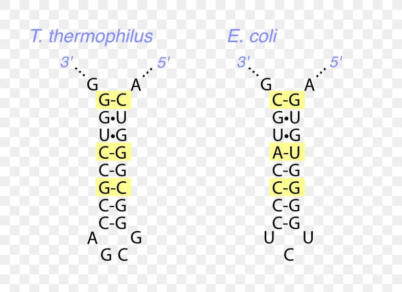 Nucleic Acid Tertiary Structure Messenger RNA DNA Protein Secondary Structure, PNG, 1280x931px, Nucleic Acid Tertiary Structure, Animal, Antiparallel, Area, Brand Download Free