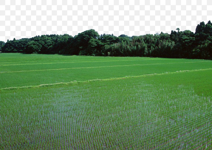Paddy Field Oryza Sativa Rice Information, PNG, 820x581px, Paddy Field, Agriculture, Artificial Turf, Cereal, Crop Download Free