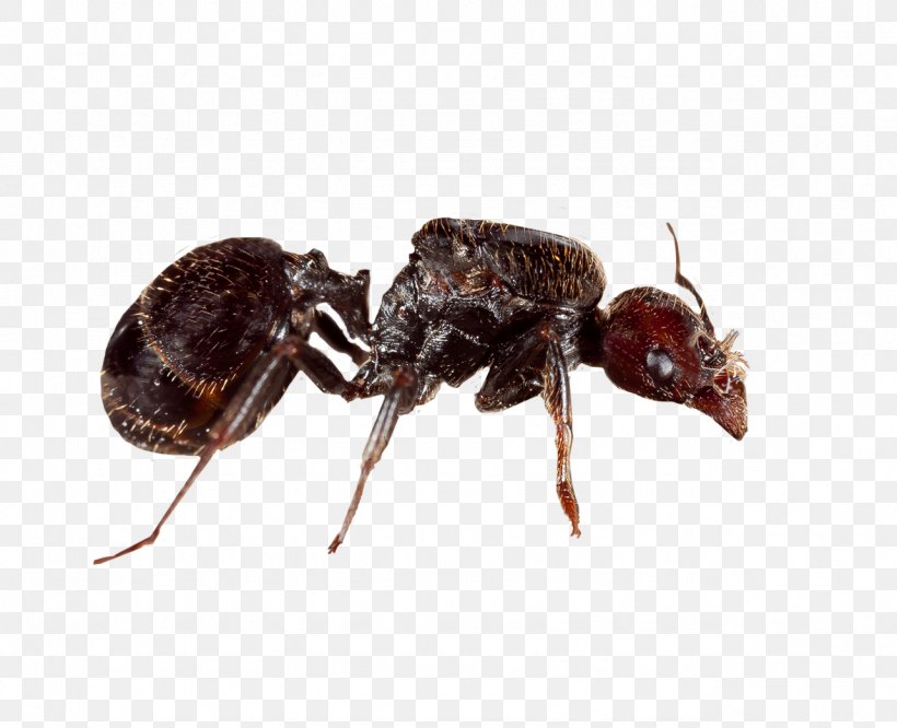 Ant queen My Antics