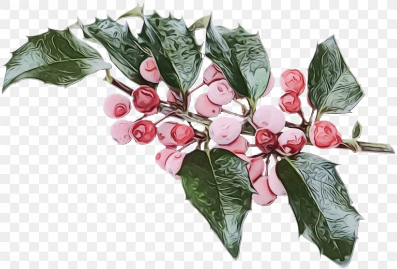 Holly, PNG, 1300x882px, Christmas Holly, Branch, Christmas, Flower, Fruit Download Free