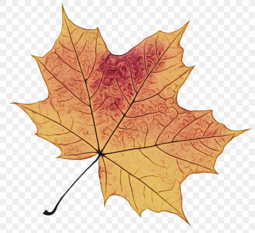 Leaf Maple Leaf / M Plane Trees Plane Tree Family Science, PNG, 1000x916px, Watercolor, Biology, Leaf, Maple Leaf M, Paint Download Free