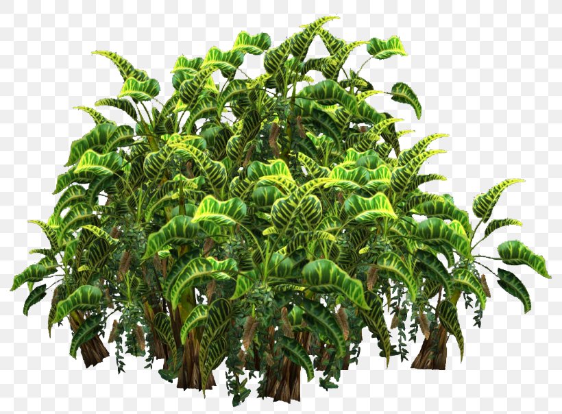 Tree Plant Shrub Hyophorbe, PNG, 800x604px, Tree, Areca Palm, Arecaceae, Chamaedorea Elegans, Color Download Free