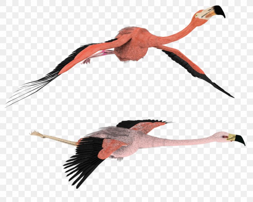 Flamingo Rendering Drawing Clip Art, PNG, 900x720px, 3d Computer Graphics, Flamingo, Beak, Bird, Ciconiiformes Download Free