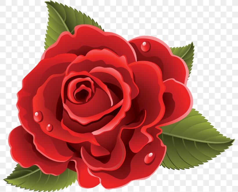 Flower Rose Blog, PNG, 800x661px, Flower, Begonia, Blog, China Rose, Cut Flowers Download Free