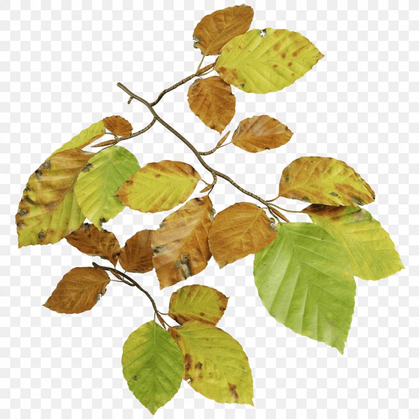 Leaf Deciduous, PNG, 1024x1024px, Leaf, Branch, Deciduous, Plant, Tree Download Free