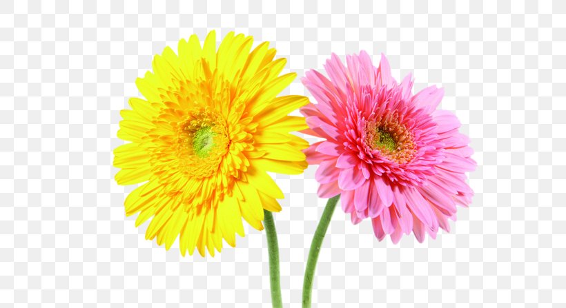 Transvaal Daisy Desktop Wallpaper Cut Flowers High-definition Television, PNG, 670x447px, Transvaal Daisy, Annual Plant, Aster, Chrysanths, Cut Flowers Download Free