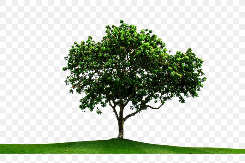 Tree, PNG, 1000x667px, Tree, Branch, Grass, Grassland, Green Download Free