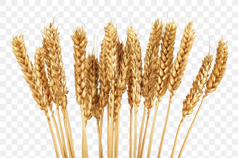 Cereal Wheat Grain Clip Art, PNG, 1024x682px, Cereal, Barley, Cereal Germ, Commodity, Dinkel Wheat Download Free