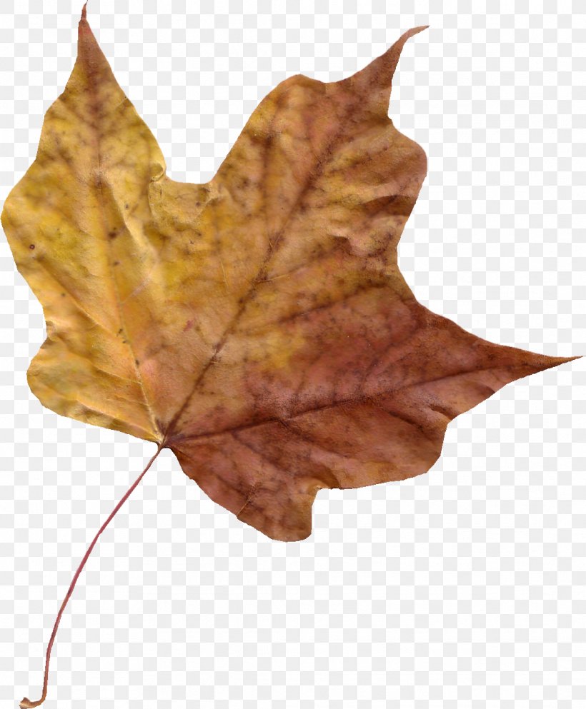 Maple Leaf Autumn Leaf Color Photography, PNG, 1088x1318px, Leaf, Autumn, Autumn Leaf Color, Maple, Maple Leaf Download Free